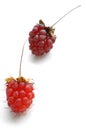 Ripe wild raspberries Royalty Free Stock Photo