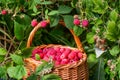 Ripe wild raspberries in the basket Royalty Free Stock Photo