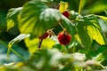 Ripe wild raspberries on a bush in summer.. Royalty Free Stock Photo