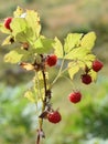 Wild red raspberries on a shrub in a forest Royalty Free Stock Photo