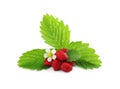 Ripe wild strawberries, green leaves and flower isolated on white Royalty Free Stock Photo