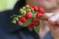 Ripe wild strawberry