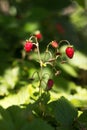 Ripe wild strawberry berries hang on a stalk in summer in the garden. Useful red fruits, harvesting. Food background