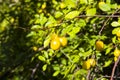 Ripe wild yellow plum on a tree in the garden. Plum harvest autumn Royalty Free Stock Photo