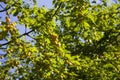 Ripe wild yellow plum on a tree in the garden. Plum harvest autumn Royalty Free Stock Photo