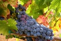 Ripe Wine Grapes Royalty Free Stock Photo