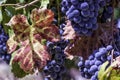 Ripe wine grapes and colorful autumn leaf close up Royalty Free Stock Photo