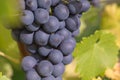 Ripe wine grapes on the vine Royalty Free Stock Photo