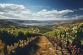 Ripe wine grapes on vines in Tuscany, Italy. Picturesque wine farm, vineyard. Sunset warm light Royalty Free Stock Photo