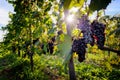 Ripe wine grapes on vines in Tuscany, Italy.