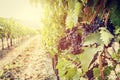 Ripe wine grapes on vines in Tuscany vineyard, Italy