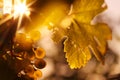 Ripe wine grapes and wine leaf in sunlight