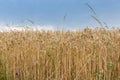 Ripe winter wheat on field edge against the cloudy sky Royalty Free Stock Photo
