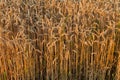 Ripe winter wheat on a field edge at sunset Royalty Free Stock Photo