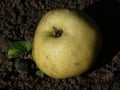 Top view of a fallen yellow apple Royalty Free Stock Photo