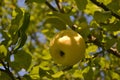 Ripe yellow apple in a summer fruit garden with bright green leaves on apple trees Royalty Free Stock Photo