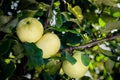 Ripe yellow apples on a branch