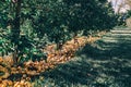 Ripe yellow apples on ground in orchard garden. Organic fallen dropped rotten fruits lying under apple trees at farm. Sunny summer