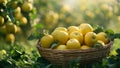 Ripe yellowapples in a wicker basket on the grass in an orchard. Royalty Free Stock Photo