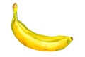 Ripe yellow banana