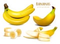 Ripe yellow bananas vector illustration