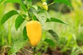 Ripe yellow bell pepper growing on bush in the garden Royalty Free Stock Photo