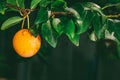 Ripe yellow berries of plum on branch with green leaves in summer garden Royalty Free Stock Photo