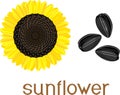 Ripe yellow-black head of sunflower and seeds with title on white background Royalty Free Stock Photo