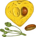 Ripe Yellow Canistel or Eggfruit in Cross Section