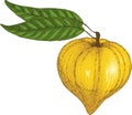 Ripe Yellow Canistel or Eggfruit