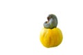 Ripe, yellow cashew fruit isolated on white background
