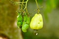 Ripe yellow cashew nut fruits growing on tree