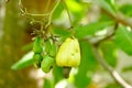 Ripe yellow cashew nut fruits growing on tree