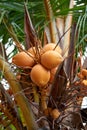 Ripe yellow coconuts in palm tree Royalty Free Stock Photo