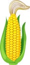 Ripe yellow corn ear with green husk and styles silks