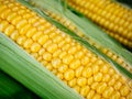 Ripe yellow corn in green foliage. Ear of corn Royalty Free Stock Photo