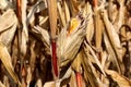 Ripe yellow corn left on corn cobs surrounded with dry husks on corn stalks before harvest in local cornfield Royalty Free Stock Photo