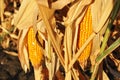 Ripe yellow corn maize cobs close up detail on dry leaves background