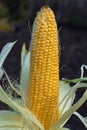 Ripe yellow corn uncovered on cob under sunlight at garden