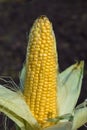 Ripe yellow corn uncovered on the cob under the sunlight at garden