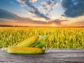 Ripe yellow corn on wooden table in background of cornfield Royalty Free Stock Photo