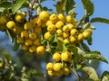 Yellow crab apples on a tree branch Royalty Free Stock Photo