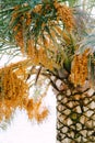 Ripe yellow dates on green palm branches. Close-up Royalty Free Stock Photo