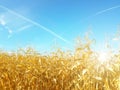 Ripe yellow ear of corn on the cob in a cultivated agricultural area. Harvesting ripe harvest. Preparation of silage for cattle. A Royalty Free Stock Photo