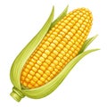 Ripe Yellow Ear of Corn Illustration Royalty Free Stock Photo