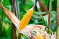 Ripe, yellow ear of sweet corn on the field. Collect corn crop