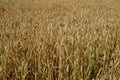 ripe yellow ears of wheat in the field, top view close up Royalty Free Stock Photo