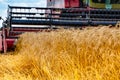 Ripe yellow ears of wheat.