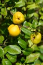 Ripe yellow fruits of a quince Japanese (Chaenomeles japonica (Thunb.) Lindl. ex Spach) Royalty Free Stock Photo