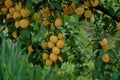 Ripe yellow fruits of wild plum growing in the nature on sunny day Royalty Free Stock Photo